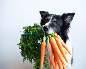 plant based nutrition