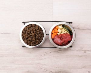 best dog food