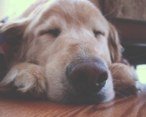 feeding dogs with kidney disease